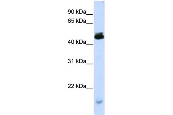 KCMF1 antibody  (C-Term)