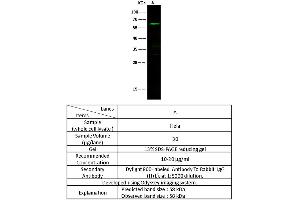 Image no. 1 for anti-Nemo-Like Kinase (NLK) (AA 121-527) antibody (ABIN2692714)