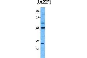 Image no. 4 for anti-JAZF Zinc Finger 1 (JAZF1) (C-Term) antibody (ABIN2778568)