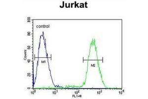 Flow cytometric analysis of Jurkat cells using PPP1R3A Antibody  (right histogram) compared to a negative control cell (left histogram).