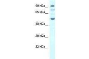 Image no. 1 for anti-Sestrin 2 (SESN2) (AA 268-317) antibody (ABIN6747446)