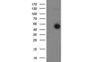 Image no. 3 for anti-Beclin 1, Autophagy Related (BECN1) antibody (ABIN1496868)