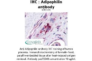 Image no. 3 for anti-Perilipin 2 (PLIN2) (AA 28-281) antibody (ABIN1731557)