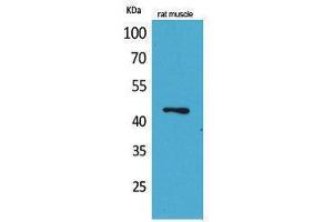 Image no. 1 for anti-Kruppel-Like Factor 12 (KLF12) (Internal Region) antibody (ABIN3187671)