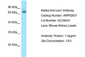 Image no. 1 for anti-Leo1, Paf1/RNA Polymerase II Complex Component, Homolog (S. Cerevisiae) (LEO1) (N-Term) antibody (ABIN2785020)