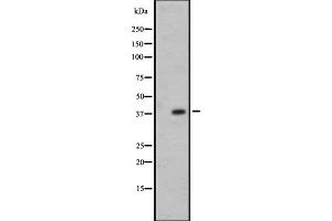 Image no. 2 for anti-Olfactory Receptor, Family 7, Subfamily E, Member 24 (OR7E24) antibody (ABIN6259544)