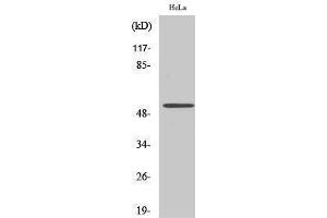 Image no. 1 for anti-CUGBP, Elav-Like Family Member 1 (CELF1) (Internal Region) antibody (ABIN3184128)