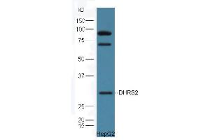 Image no. 2 for anti-Dehydrogenase/reductase (SDR Family) Member 2 (DHRS2) (AA 61-160) antibody (ABIN2559682)