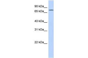 Image no. 1 for anti-Exonuclease 3'-5' Domain Containing 3 (EXD3) (N-Term) antibody (ABIN2787770)