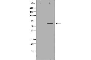 Image no. 2 for anti-Carboxylesterase 1 (CES1) antibody (ABIN6260773)