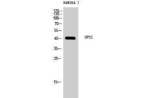anti-G Protein Pathway Suppressor 2 (GPS2) (N-Term) antibody