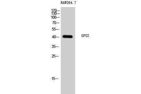 anti-G Protein Pathway Suppressor 2 (GPS2) (N-Term) antibody