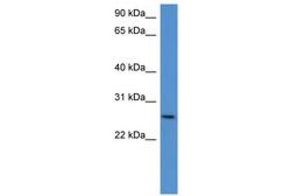CHODL antibody  (AA 161-210)