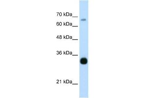 Image no. 3 for anti-THO Complex 3 (THOC3) (Middle Region) antibody (ABIN630029)