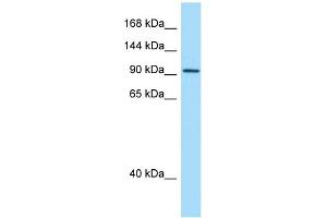 Image no. 1 for anti-Inturned Planar Cell Polarity Effector Homolog (INTU) (C-Term) antibody (ABIN2790639)