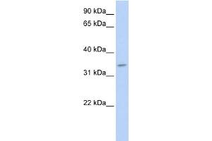 Image no. 1 for anti-Tenomodulin (TNMD) (N-Term) antibody (ABIN2783853)