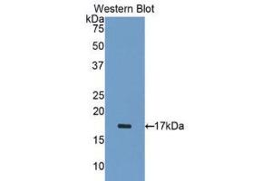 Image no. 1 for anti-ADAM Metallopeptidase with Thrombospondin Type 1 Motif, 1 (ADAMTS1) (AA 476-614) antibody (ABIN1077723)