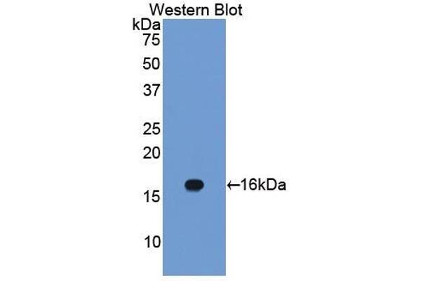 Caveolin-1 antibody  (AA 2-104)