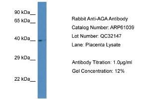 Image no. 1 for anti-Aspartylglucosaminidase (AGA) (Middle Region) antibody (ABIN2788660)