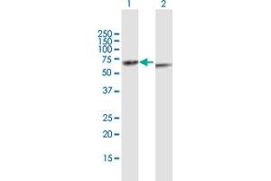 Western Blot analysis of KRT82 expression in transfected 293T cell line by KRT82 MaxPab polyclonal antibody.