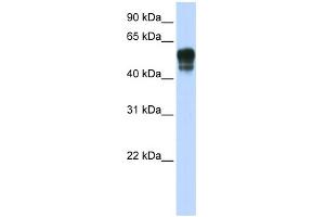 Image no. 1 for anti-Spinster Homolog 1 (SPNS1) (N-Term) antibody (ABIN2784022)