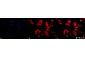 Image no. 2 for anti-Heat shock factor protein 2 (HSF2) antibody (Biotin) (ABIN2484644)