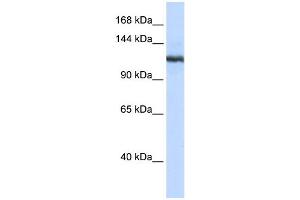 Image no. 1 for anti-Phospholipase A2, Group IVB (Cytosolic) (PLA2G4B) (N-Term) antibody (ABIN2780643)