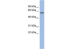 Image no. 2 for anti-Peroxisome Proliferator-Activated Receptor alpha (PPARA) (N-Term) antibody (ABIN2777734)
