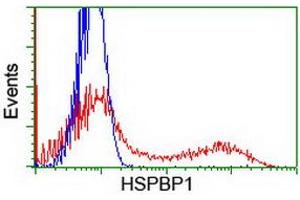 Image no. 1 for anti-HSPA Binding Protein, Cytoplasmic Cochaperone 1 (HSPBP1) antibody (ABIN2723123)