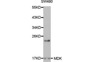 Image no. 1 for anti-Midkine (Neurite Growth-Promoting Factor 2) (MDK) antibody (ABIN3020791)