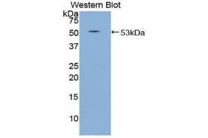 Image no. 1 for anti-Sema Domain, Immunoglobulin Domain (Ig), Transmembrane Domain (TM) and Short Cytoplasmic Domain, (Semaphorin) 4B (SEMA4B) (AA 644-832) antibody (ABIN1860523)