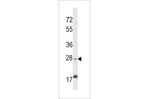 anti-Apolipoprotein O-Like (APOOL) (AA 172-200), (C-Term) antibody