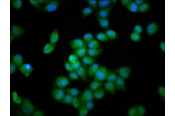 INTS3 antibody  (AA 901-1043)