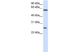 anti-Chaperonin Containing TCP1, Subunit 7 (Eta) (CCT7) (Middle Region) antibody