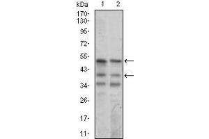 Image no. 2 for anti-Neuronal Differentiation 1 (NEUROD1) (AA 26-91) antibody (ABIN1724758)
