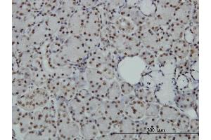 SAFB antibody  (AA 111-200)