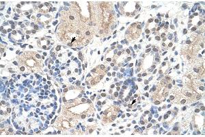 Image no. 1 for anti-Nucleolin (NCL) (N-Term) antibody (ABIN2778935)