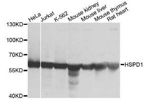 Image no. 6 for anti-Heat Shock 60kDa Protein 1 (Chaperonin) (HSPD1) antibody (ABIN3021182)