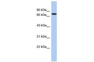 Image no. 1 for anti-SNF Related Kinase (SNRK) (Middle Region) antibody (ABIN631138)