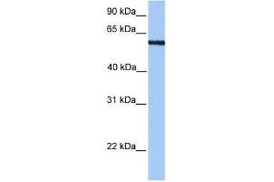 Image no. 1 for anti-Protein AF-9 (MLLT3) (N-Term) antibody (ABIN927717)