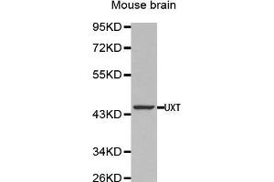 Image no. 1 for anti-Ubiquitously-Expressed, Prefoldin-Like Chaperone (UXT) antibody (ABIN1683236)