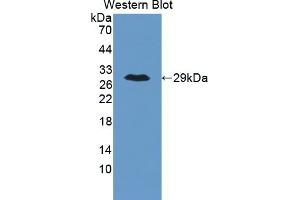 anti-Angiopoietin-Like 6 (ANGPTL6) (AA 238-457) antibody