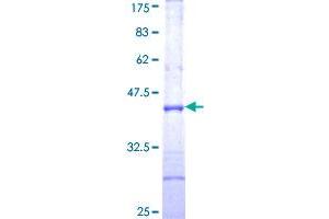 Image no. 1 for ADP-Ribosylation Factor-Like 4D (ARL4D) (AA 1-100) protein (GST tag) (ABIN1345614)