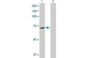 Western Blot analysis of ZNF503 expression in transfected 293T cell line by ZNF503 MaxPab polyclonal antibody.