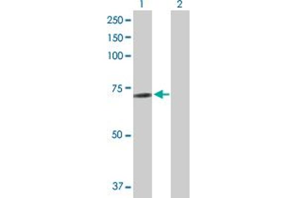ZNF503 antibody  (AA 1-646)