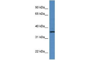 Image no. 1 for anti-RIO Kinase 1 (RIOK1) (C-Term) antibody (ABIN2788515)