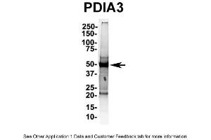 Image no. 1 for anti-Protein Disulfide Isomerase Family A, Member 3 (PDIA3) (C-Term) antibody (ABIN2774375)