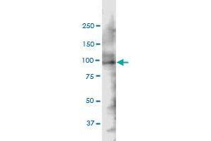 Image no. 1 for anti-SH3-Domain Kinase Binding Protein 1 (SH3KBP1) (AA 224-308) antibody (ABIN2565894)
