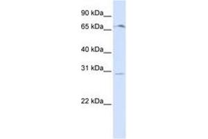 OR6C75 Antikörper  (C-Term)