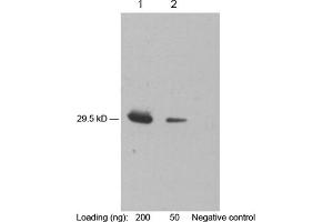 Image no. 1 for anti-Chemokine (C-X-C Motif) Ligand 10 (CXCL10) antibody (ABIN398391)